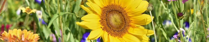 sunflower-3696960-banner_850x173.jpg