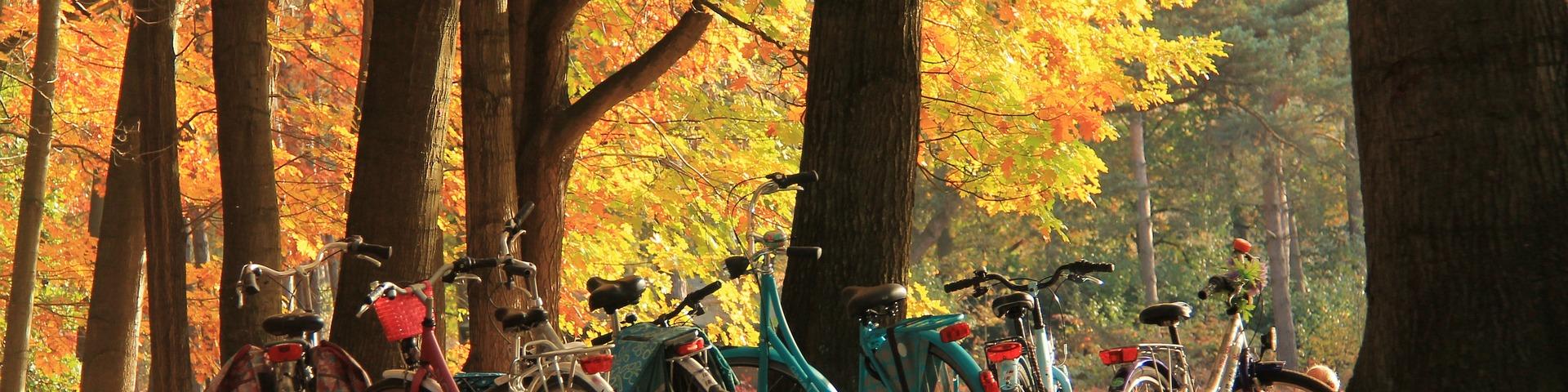 Herfst in park met fietsen tegen boom